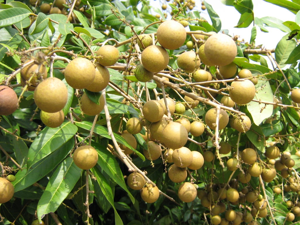undefined Mùng 5 tháng 5 về miệt cù lao