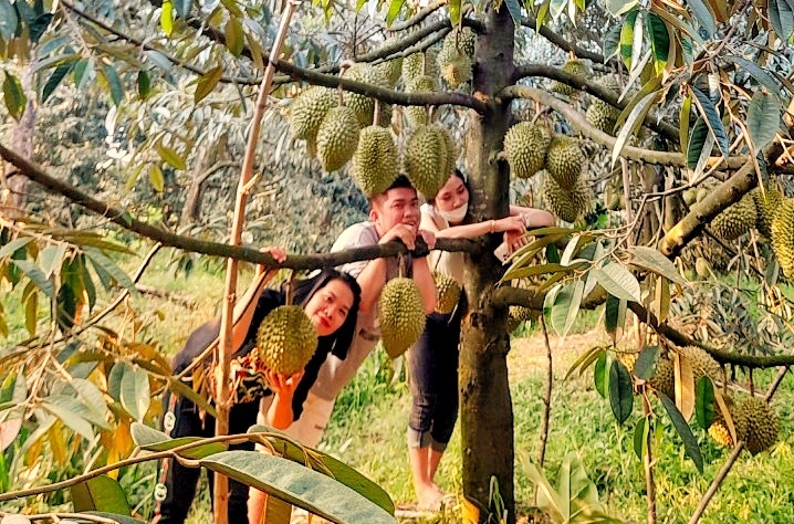 Hương vị miệt vườn