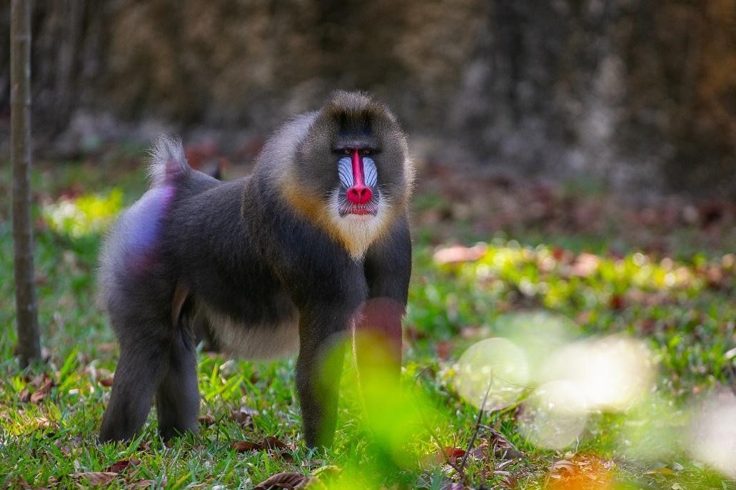Hành trình tới “ngôi nhà” Vinpearl Safari của những cá thể quý hiếm nhất thế giới Hành trình tới “ngôi nhà” Vinpearl Safari của những cá thể quý hiếm nhất thế giới