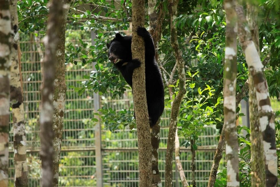 Hành trình tới “ngôi nhà” Vinpearl Safari của những cá thể quý hiếm nhất thế giới Hành trình tới “ngôi nhà” Vinpearl Safari của những cá thể quý hiếm nhất thế giới