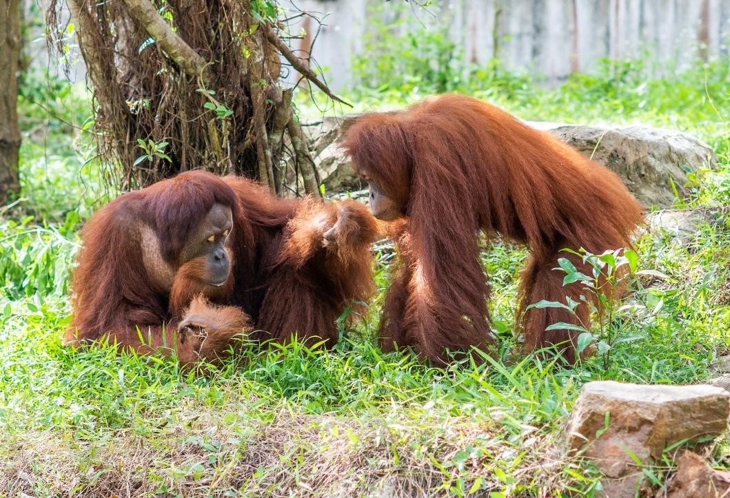 Hành trình tới “ngôi nhà” Vinpearl Safari của những cá thể quý hiếm nhất thế giới Hành trình tới “ngôi nhà” Vinpearl Safari của những cá thể quý hiếm nhất thế giới