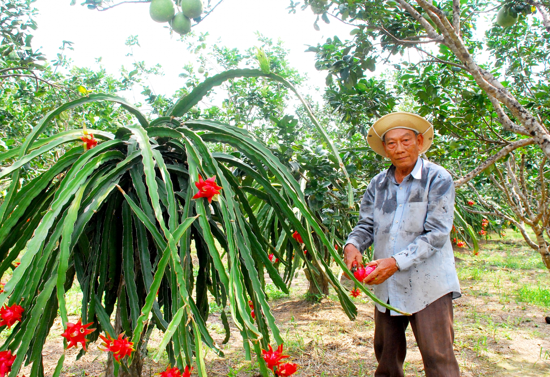 Cù Lao Dung - nốt son của Đồng bằng sông Cửu Long Cù Lao Dung - nốt son của Đồng bằng sông Cửu Long