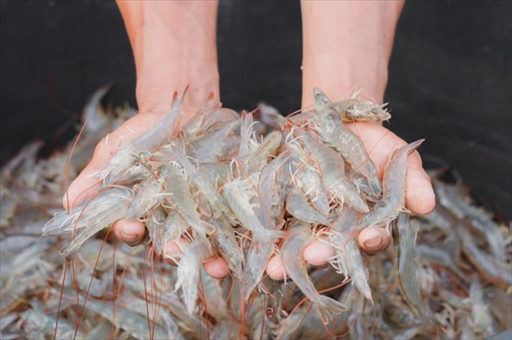 Khó khăn về dòng tiền, doanh nghiệp đứng trước nguy cơ phá sản Khó khăn về dòng tiền, doanh nghiệp đứng trước nguy cơ phá sản