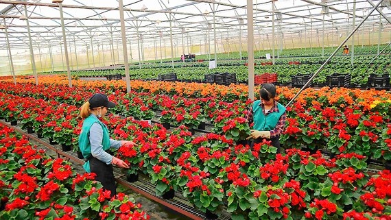 An toàn, vệ sinh lao động trong doanh nghiệp sản xuất rau, hoa ở Lâm Đồng An toàn, vệ sinh lao động trong doanh nghiệp sản xuất rau, hoa ở Lâm Đồng