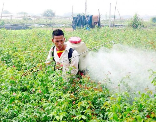 An toàn, vệ sinh lao động trong doanh nghiệp sản xuất rau, hoa ở Lâm Đồng An toàn, vệ sinh lao động trong doanh nghiệp sản xuất rau, hoa ở Lâm Đồng