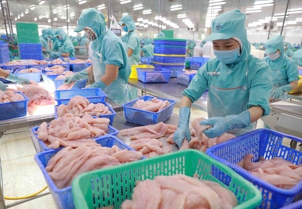 Năng suất cao tạo ra dư địa gia tăng giá trị cho cá tra Việt Nam
