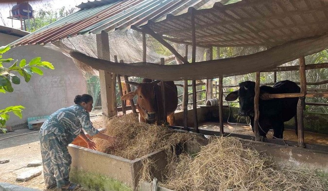 Bà Đinh Thị Bích Thủy bên đàn bò gầy dựng từ nguồn Quỹ hỗ trợ cộng đồng David Dương. Bà Đinh Thị Bích Thủy bên đàn bò gầy dựng từ nguồn Quỹ hỗ trợ cộng đồng David Dương.