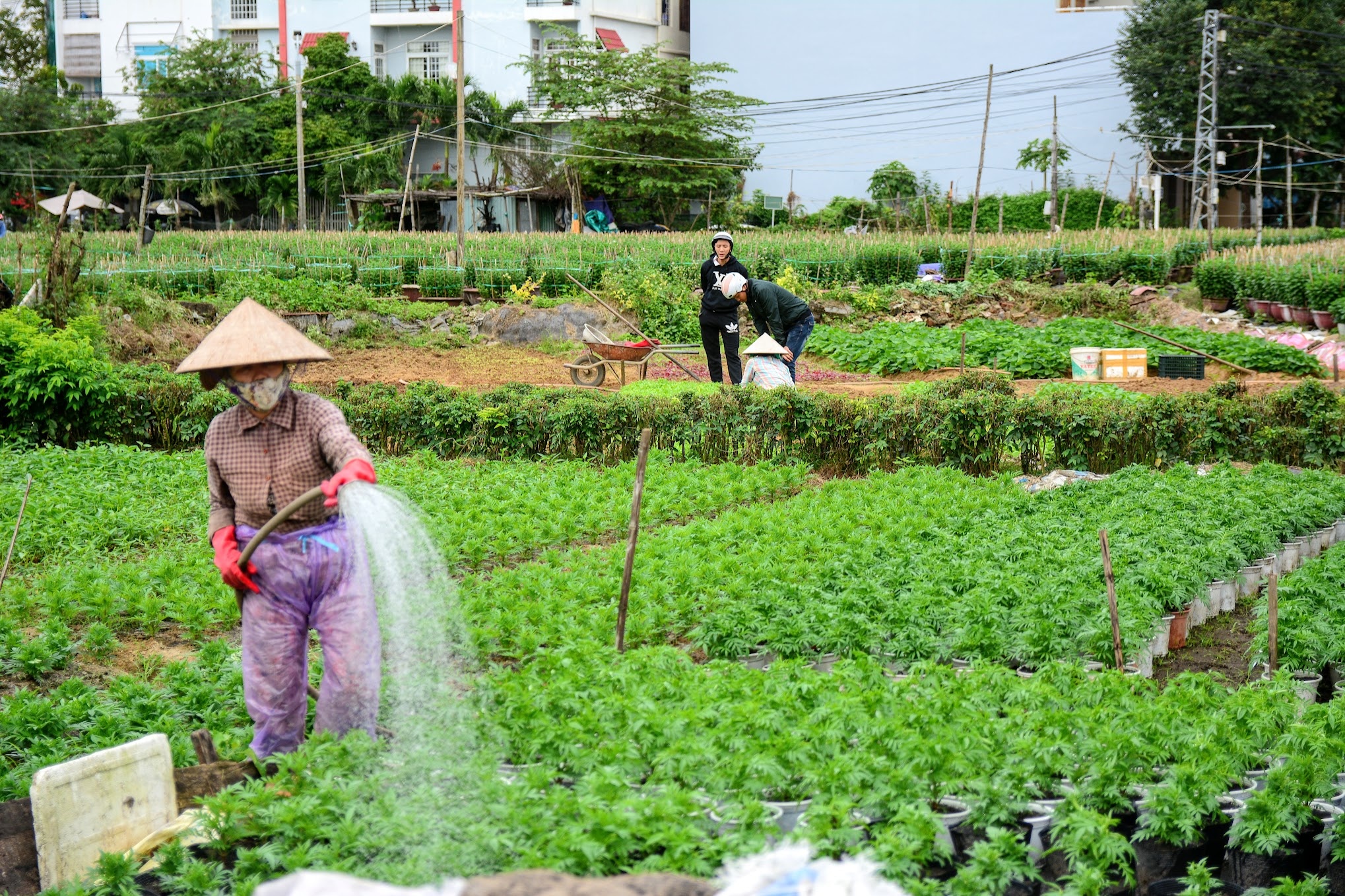 Quảng Ngãi đào tạo nghề nông nghiệp cho 5.170 lao động đến năm 2025