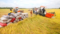 Bộ Công thương hoả tốc yêu cầu doanh nghiệp không mua gom ồ ạt lúa gạo