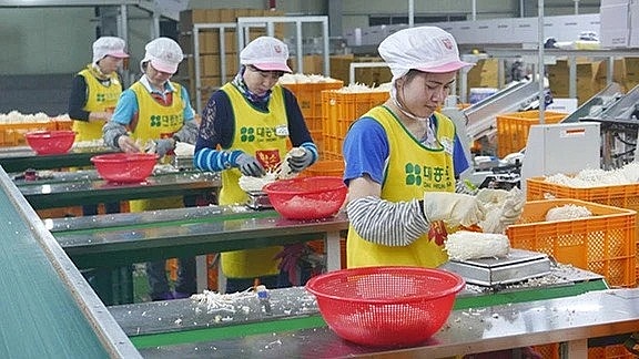 Dự kiến sẽ có hơn 15.000 lao động Việt Nam sang Hàn Quốc làm việc trong năm 2024