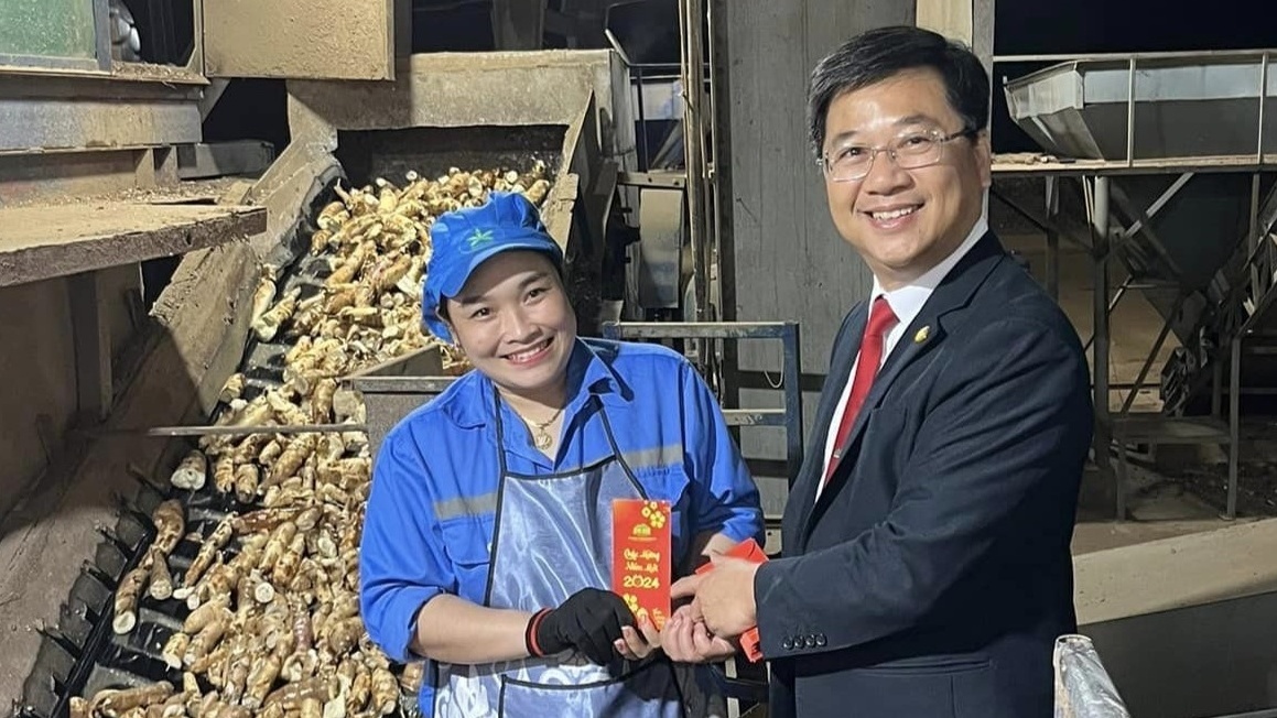 Sắn vào mùa, được giá, công nhân làm việc xuyên Tết