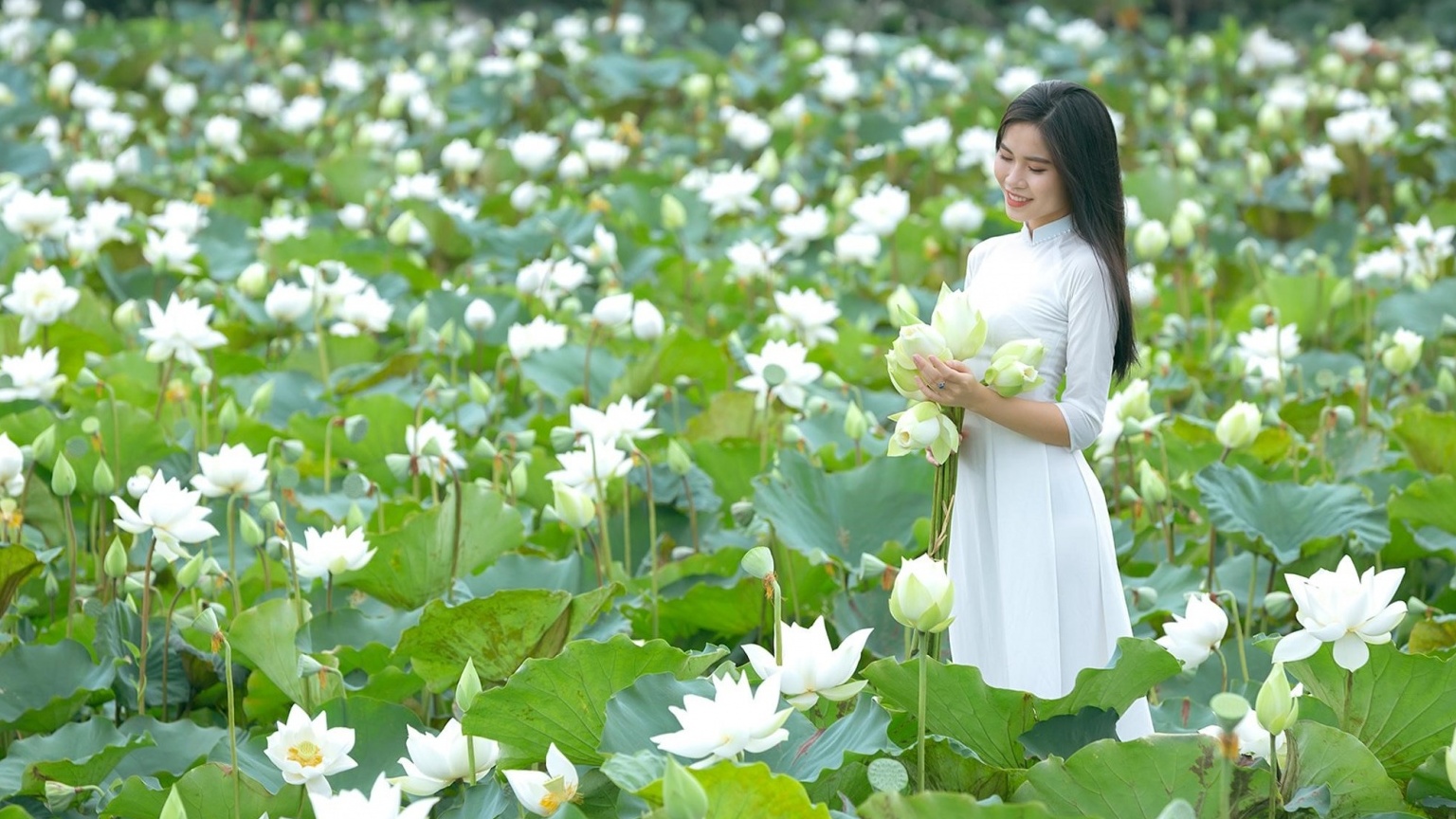 Mùa Xuân, tản mạn với hoa sen…