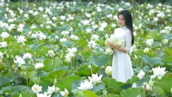 Mùa Xuân, tản mạn với hoa sen…