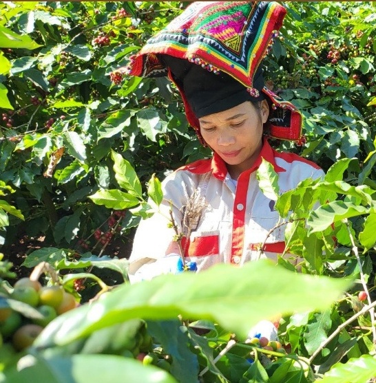 Cây cà phê trong sương giá Sơn La