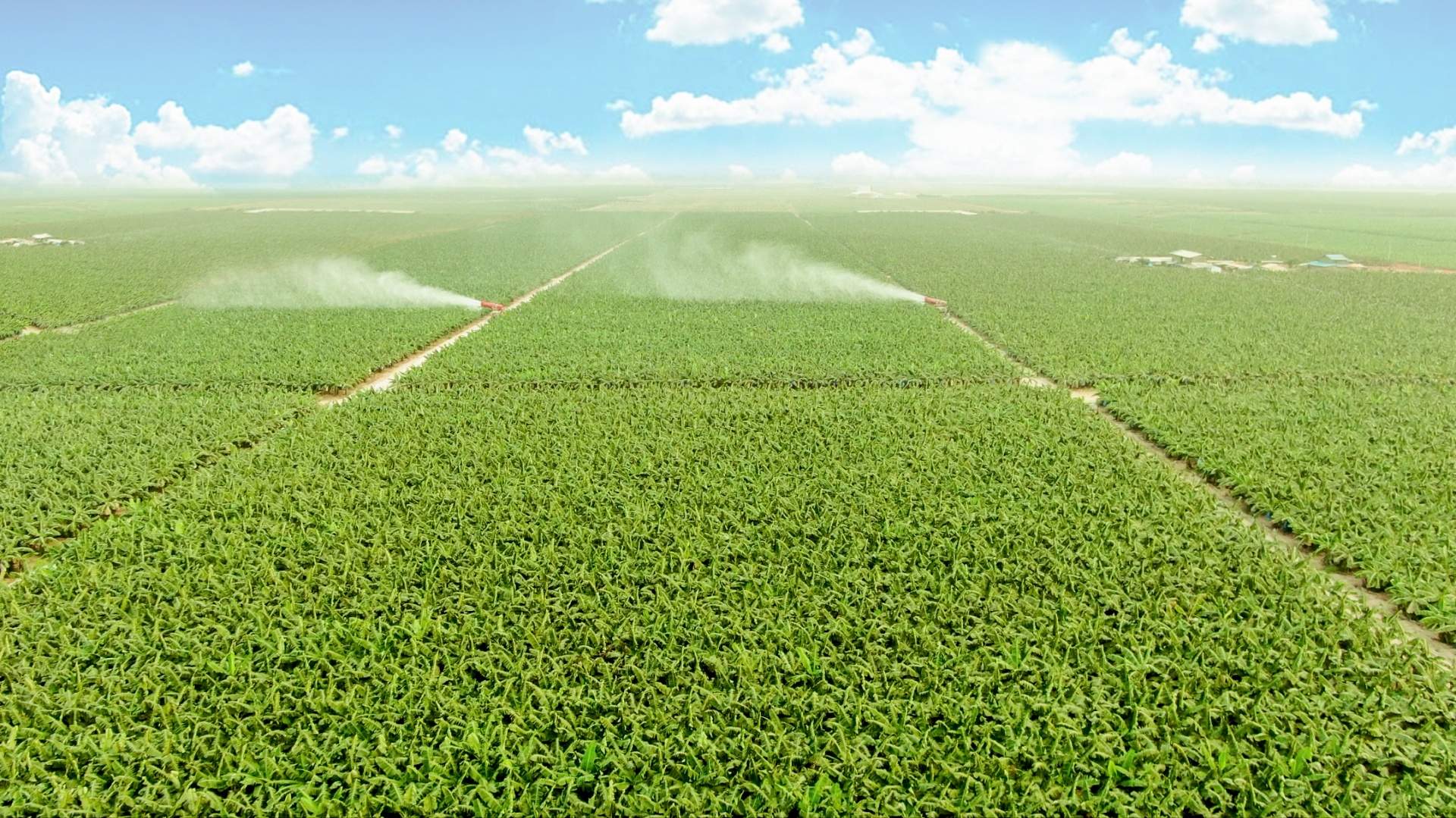 THACO AGRI ứng dụng cơ giới hóa, công nghệ sinh học và số hóa vào sản xuất nông nghiệp quy mô lớn THACO AGRI ứng dụng cơ giới hóa, công nghệ sinh học và số hóa vào sản xuất nông nghiệp quy mô lớn