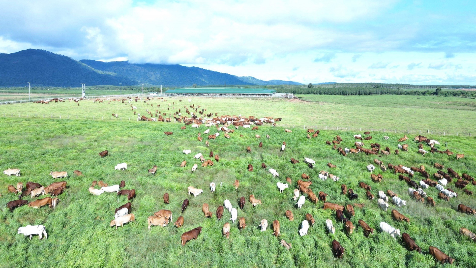 Trang trại bò của THACO AGRI ở Khu liên hợp Ia Puch Trang trại bò của THACO AGRI ở Khu liên hợp Ia Puch