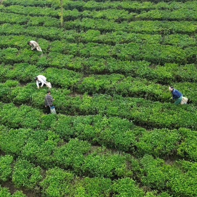 Mùa vàng ấm no trên quê hương cách mạng Tân Trào
