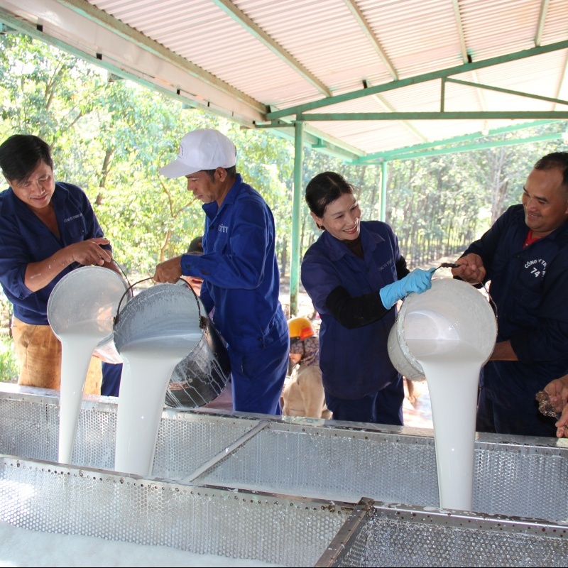Khi khói thuốc dần lùi xa dưới những cánh rừng cao su