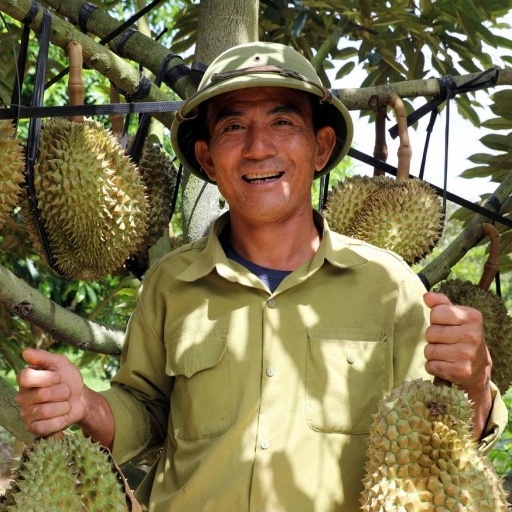 Người trồng sầu riêng ở vùng sản xuất lớn nhất cả nước và hành trình nâng giá trị - Kỳ 1: Từ cây trồng đến “cây tiền tỷ”