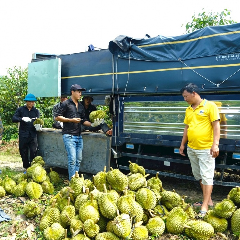 Người trồng sầu riêng ở vùng sản xuất lớn nhất cả nước và hành trình nâng giá trị - Kỳ 2: Phía sau những “cây tiền tỷ”