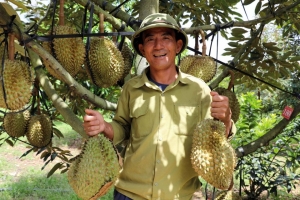 Người trồng sầu riêng ở vùng sản xuất lớn nhất cả nước và hành trình nâng giá trị - Kỳ 1: Từ cây trồng đến “cây tiền tỷ”