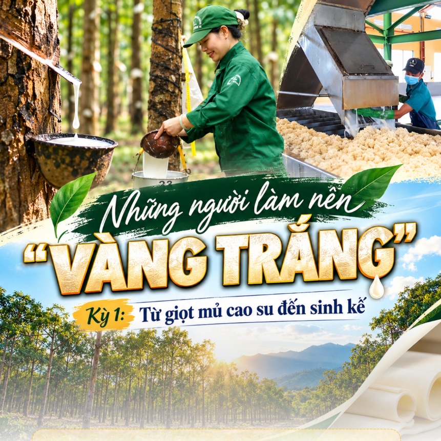 Những người làm nên “vàng trắng” - Kỳ 1: Từ giọt mủ cao su đến sinh kế