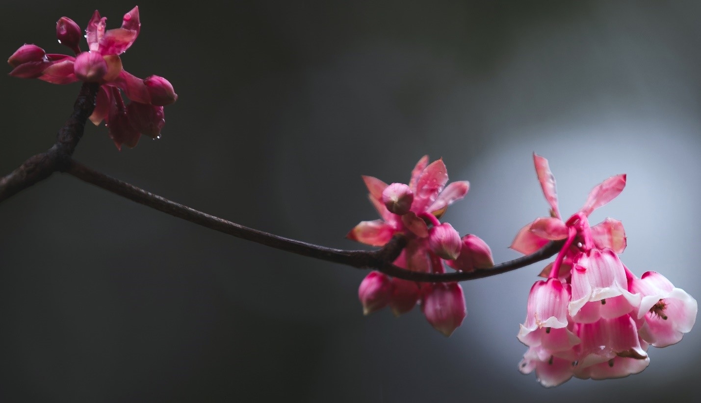 Ngẩn ngơ chiêm ngưỡng loài hoa đào chuông quý hiếm trên đỉnh Bà Nà Ngẩn ngơ chiêm ngưỡng loài hoa đào chuông quý hiếm trên đỉnh Bà Nà
