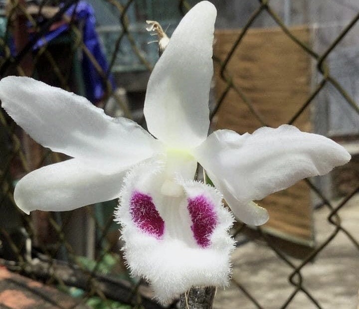 Lan đột biến, người “đột quỵ”