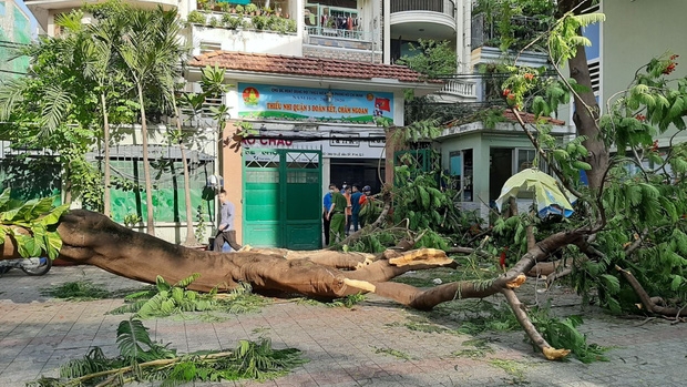 Phận cây, mạng người