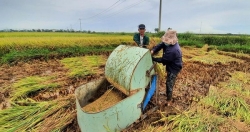 Làm sao để người trồng lúa đạt được "mục tiêu kép"?