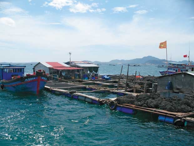 Nhiều hộ kinh doanh lồng bè gặp tình trạng bất lợi