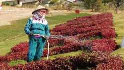Cảm thông với những bà mẹ F1 chăm con F0