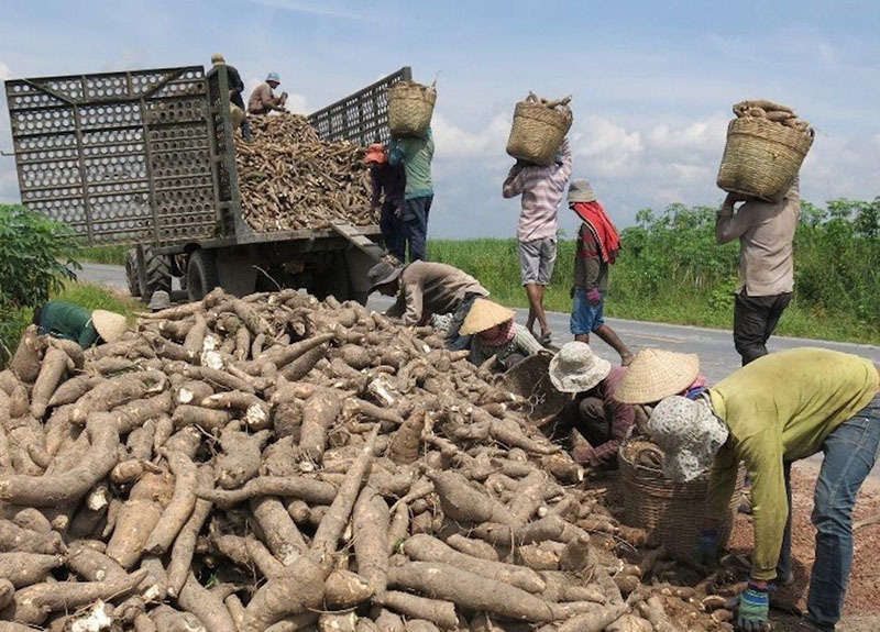 Doanh nghiệp ngành sắn đứng trước nguy cơ phá sản vì vướng mắc vào vấn đề hoàn thuế giá trị gia tăng